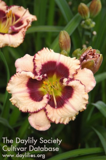 Crystal Pinot AHS image