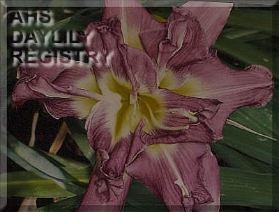 Rowdy Purple AHS image