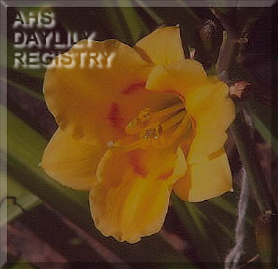 Beppy's Little Burro AHS image