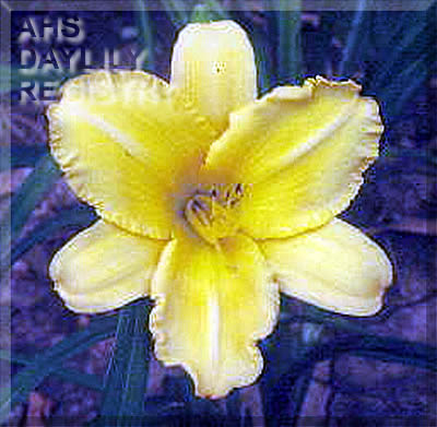 Newbold Yellow Delicious AHS image