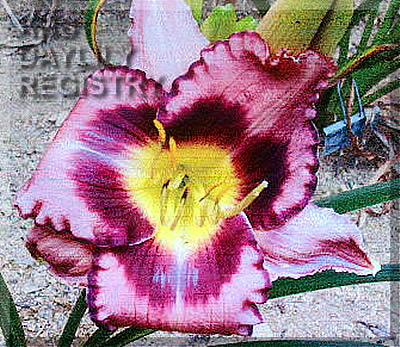 Purple Delight AHS image