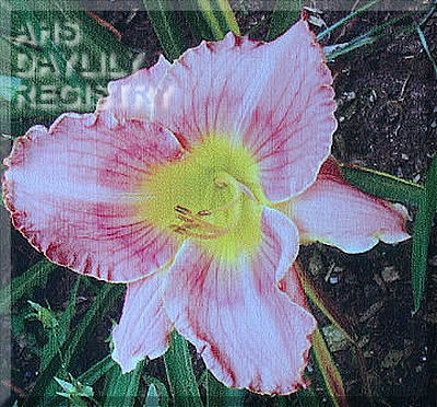 Pixie Mountain Dream AHS image