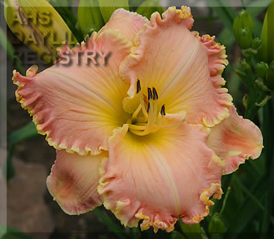 Northern Splendor AHS image