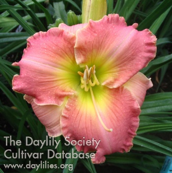 Rose Des Sables AHS image