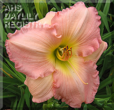 Woodside Perfection AHS image