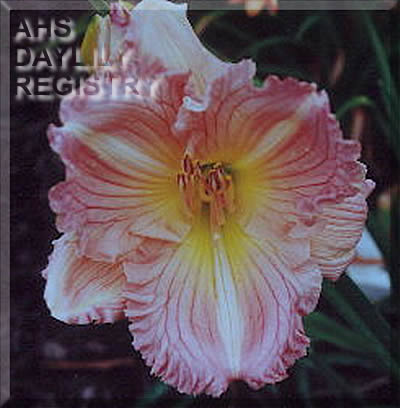 Rosemond Worley AHS image