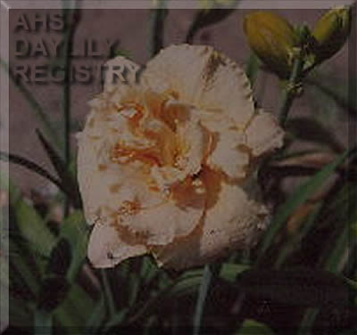 Peachland Sherbert AHS image