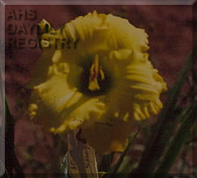 Quiet Charm AHS image