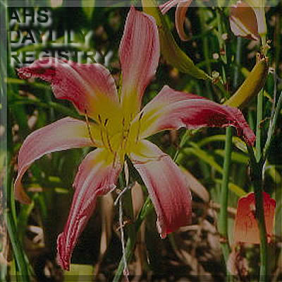 Mom's Pink Divinity AHS image