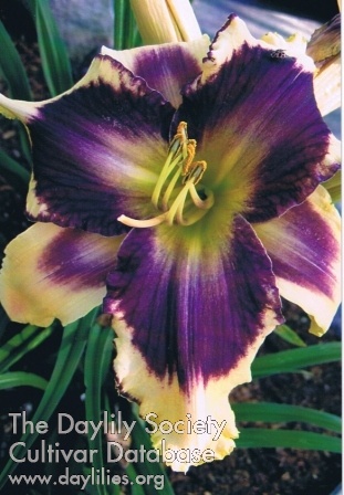Conte de Toulouse AHS image