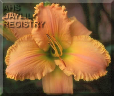 Sagamore Patricia Banas AHS image