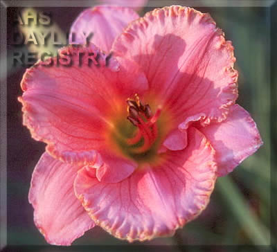 Sagamore Constance Floyd AHS image