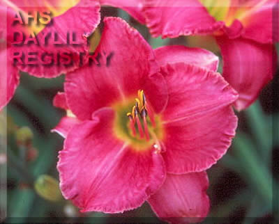 Sagamore Beryl's Joy AHS image
