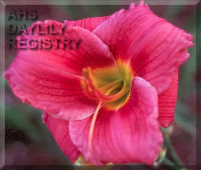 Sagamore Helen the Matriarch AHS image