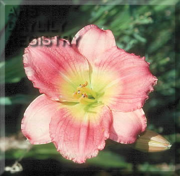 Bee's Bettie's Pink AHS image