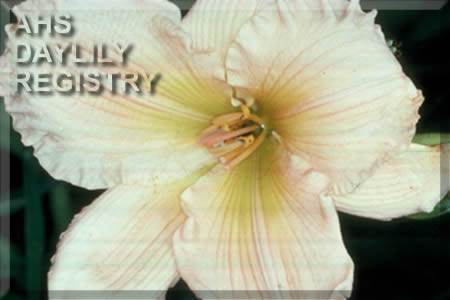 Bee's Sunshine AHS image