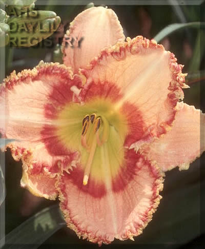 Bee's Lydia Downie AHS image