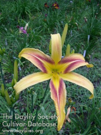 Starman's Galaxy AHS image