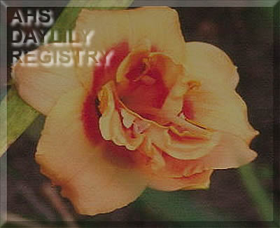 Little Double Pumpkin Patch AHS image