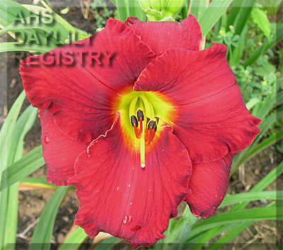 Ruby Grandeur AHS image