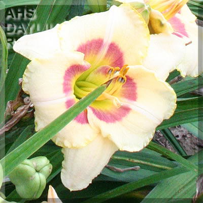 Summer Explosion AHS image