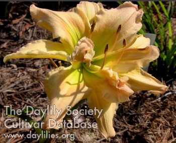 How Should I Bloom AHS image