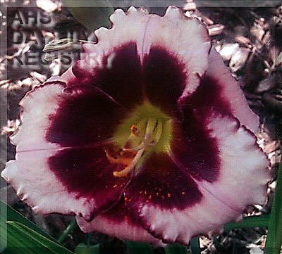 Duet Orchid Bouquet AHS image