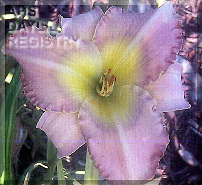 Duet Dorothy L. Richards AHS image