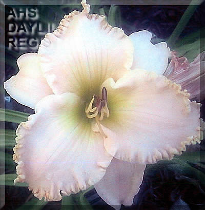 Duet Dreaming of Dorothy AHS image
