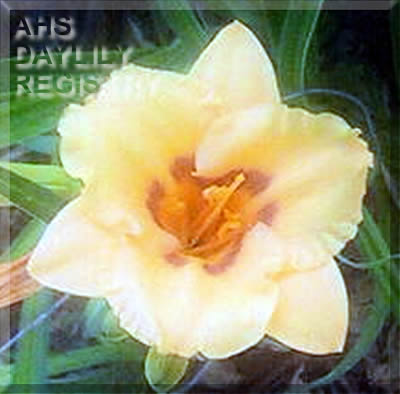 Duet Little Crystal Rico AHS image