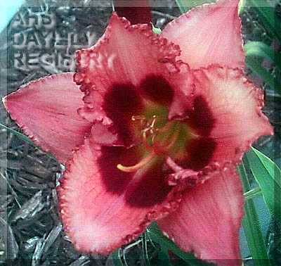 Duet Twilight Afterglow AHS image