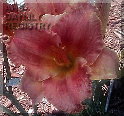 Duet Wildberry Pie AHS image
