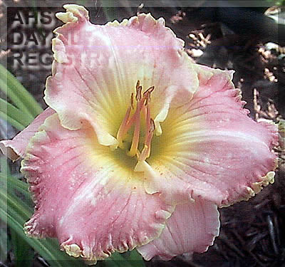 Duet First Blush AHS image