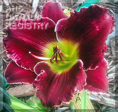 Duet Cinnabar AHS image