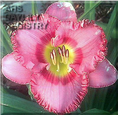 Duet Teenybopper AHS image