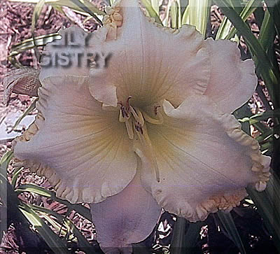 Duet Morning Breeze AHS image