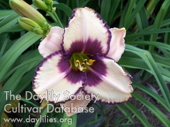 Chautauqua Blueberry Swirl AHS image
