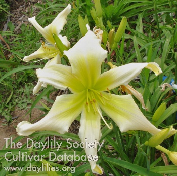 Green Quill AHS image