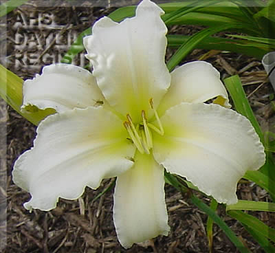 White Satin AHS image