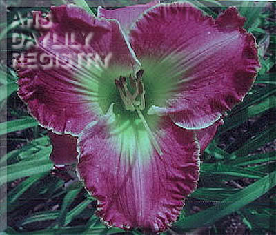 Canoochee Pearl AHS image