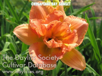 Chesapeake Bay Sunset AHS image