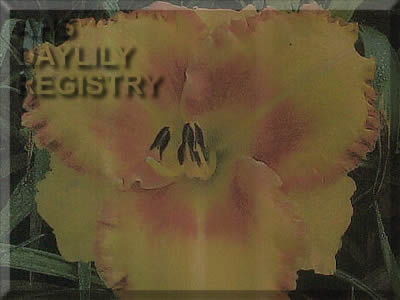 David Williams AHS image