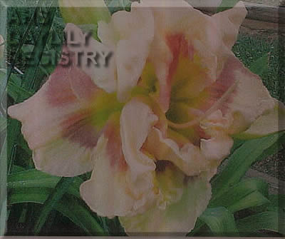 Carolina Eye Candy AHS image