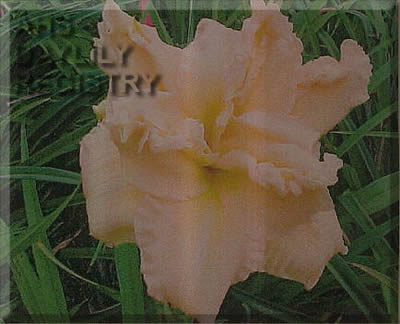 Pink Stepins AHS image