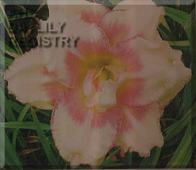 Carolina Double Vision AHS image
