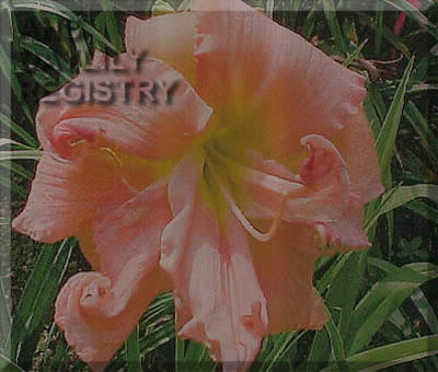 Pink Top Carousel AHS image