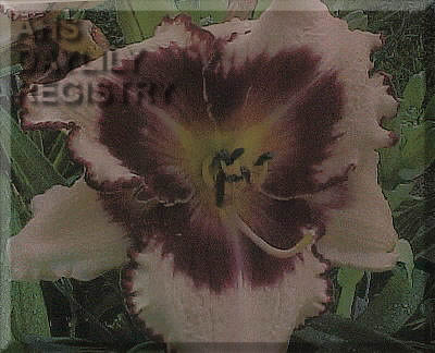Carolina Gypsy AHS image