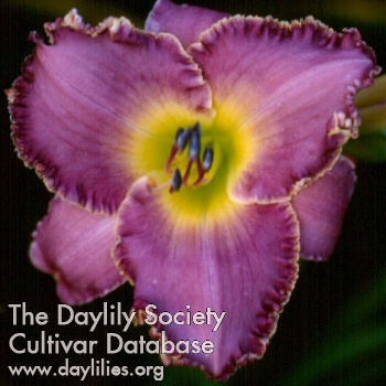 Blackwater Lavender Delight AHS image