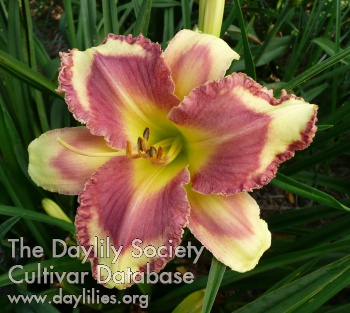 Frog Spring - American Daylily Society