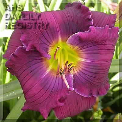 Heliotrope Island AHS image